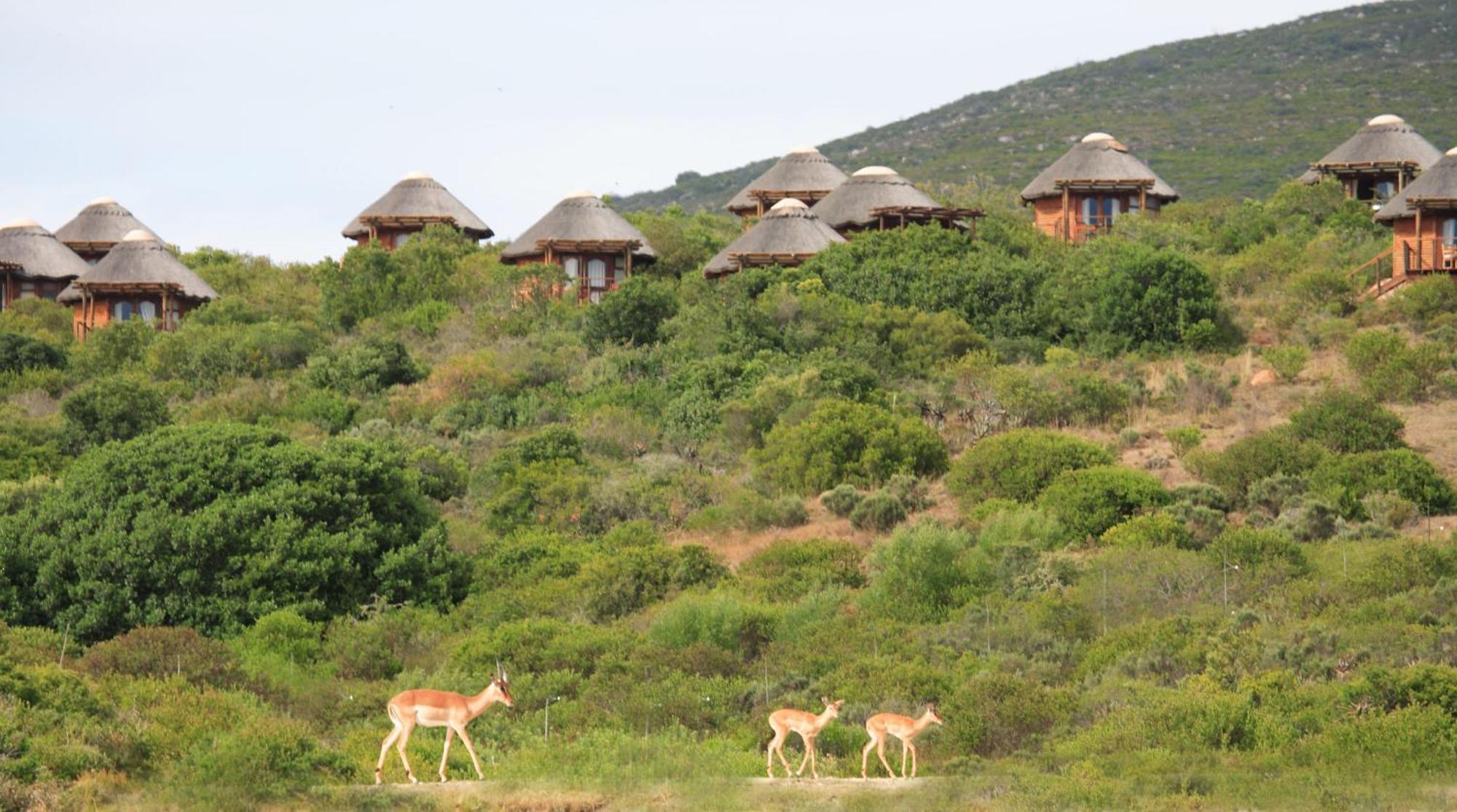 Garden Route Game Lodge Albertinia Exterior photo